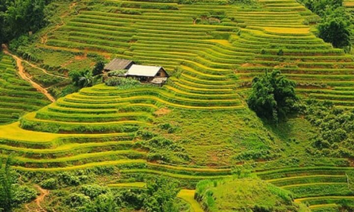 Reisterrassen in Sapa Nordvietnam Rundreisen